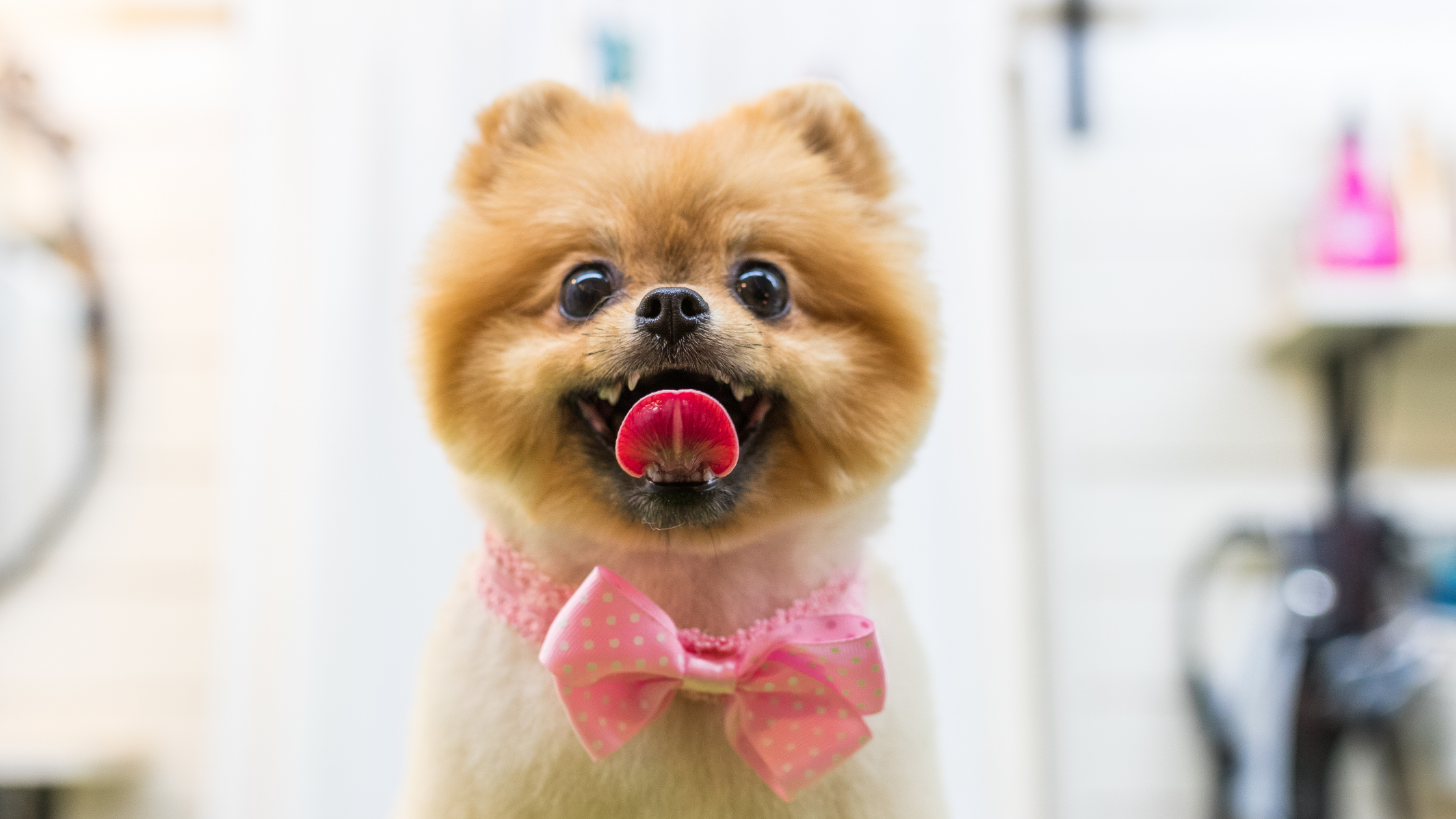 Renting with Pets: How to Secure a Pet-Friendly Property